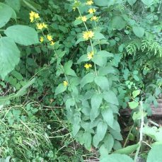 Garden yellow loosestrife (Lysimachia vulgaris) - whole plant Garden yellow loosestrife (Lysimachia vulgaris) - whole plant