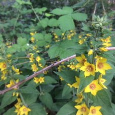 Garden yellow loosestrife (Lysimachia vulgaris) plant in flower Garden yellow loosestrife (Lysimachia vulgaris) plant in flower