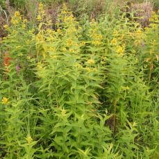 Garden yellow loosestrife (Lysimachia vulgaris) infestation (photo credit: Robert Vidéki, Doronicum Kft., Bugwood.org) Photo credit: Robert Vidéki, Doronicum Kft., Bugwood.org
