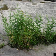 Garden yellow loosestrife (Lysimachia vulgaris) whole plant (Photo credit: Leslie J. Mehrhoff, University of Connecticut, Bugwood.org) Photo credit: Leslie J. Mehrhoff, University of Connecticut, Bugwood.org
