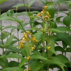 Garden yellow loosestrife (Lysimachia vulgaris) close-up (Photo credit: Leslie J. Mehrhoff, University of Connecticut, Bugwood.org) Photo credit: Leslie J. Mehrhoff, University of Connecticut, Bugwood.org