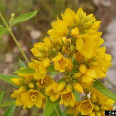 Garden yellow loosestrife flower (photo credit: Leslie J. Mehrhoff, University of Connecticut, Bugwood.org) Photo credit: Leslie J. Mehrhoff, University of Connecticut, Bugwood.org