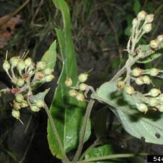 Garden yellow loosestrife (Lysimachia vulgaris) flower buds (photo credit: Leslie J. Mehrhoff, University of Connecticut, Bugwood.org) Photo credit: Leslie J. Mehrhoff, University of Connecticut, Bugwood.org