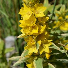 Garden yellow loosestrife (Lysimachia vulgaris) flower cluster (Photo credit: Shaun Winterton, Aquarium and Pond Plants of the World, Edition 3, USDA APHIS PPQ, Bugwood.org) Photo credit: Shaun Winterton, Aquarium and Pond Plants of the World, Edition 3, USDA APHIS PPQ, Bugwood.org