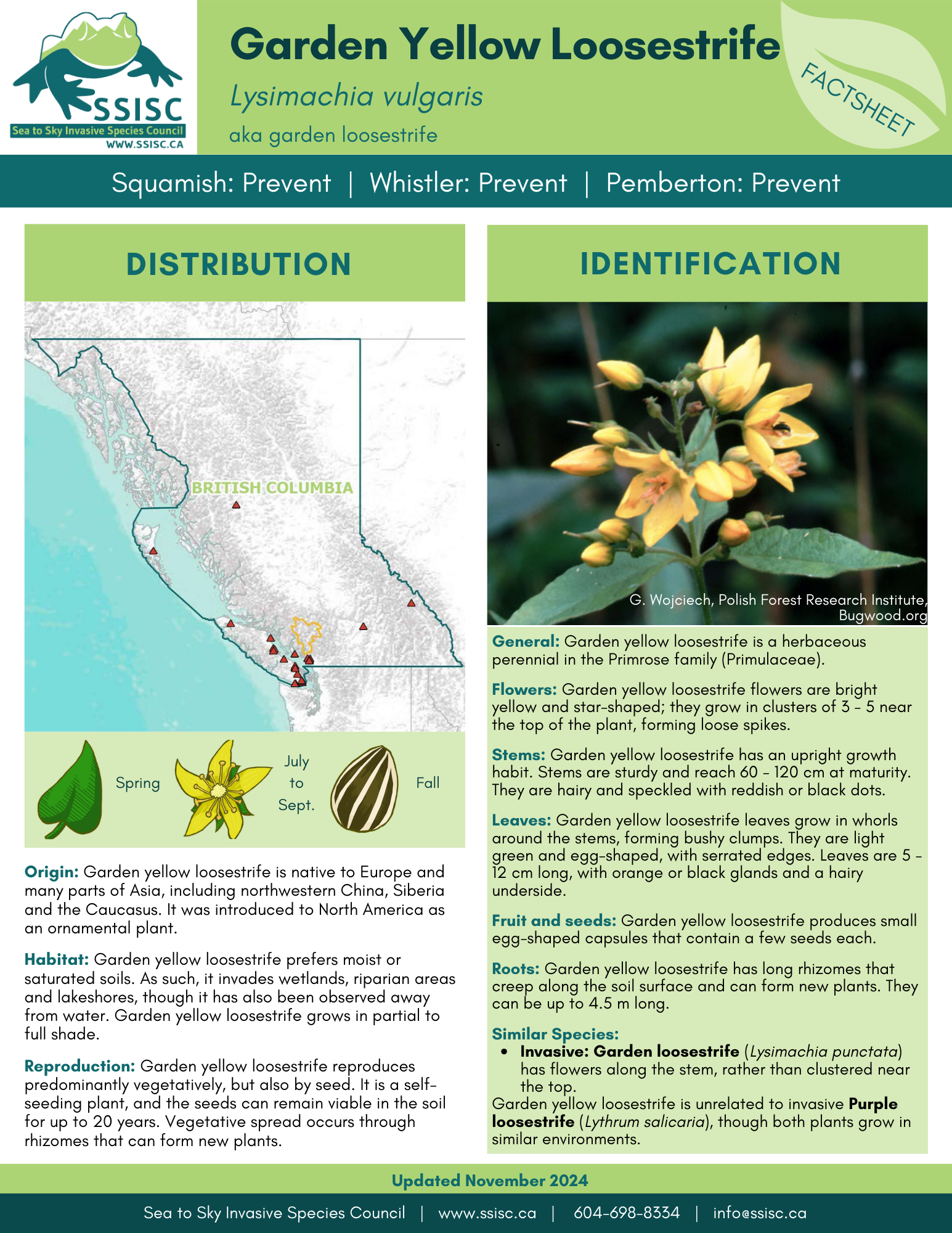 Garden-Yellow-Loosestrife-Factsheet-p.1