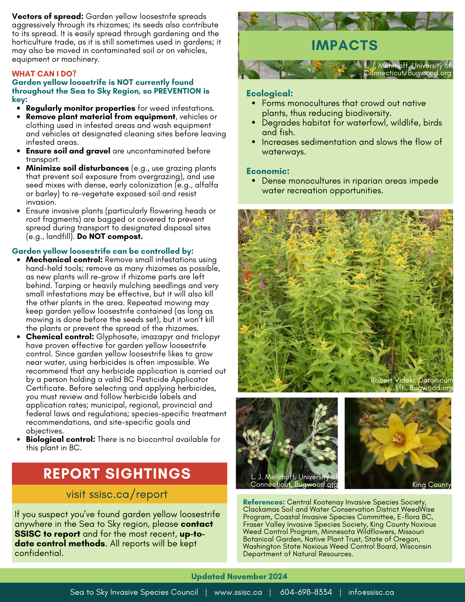Garden-Yellow-Loosestrife-Factsheet-p.2