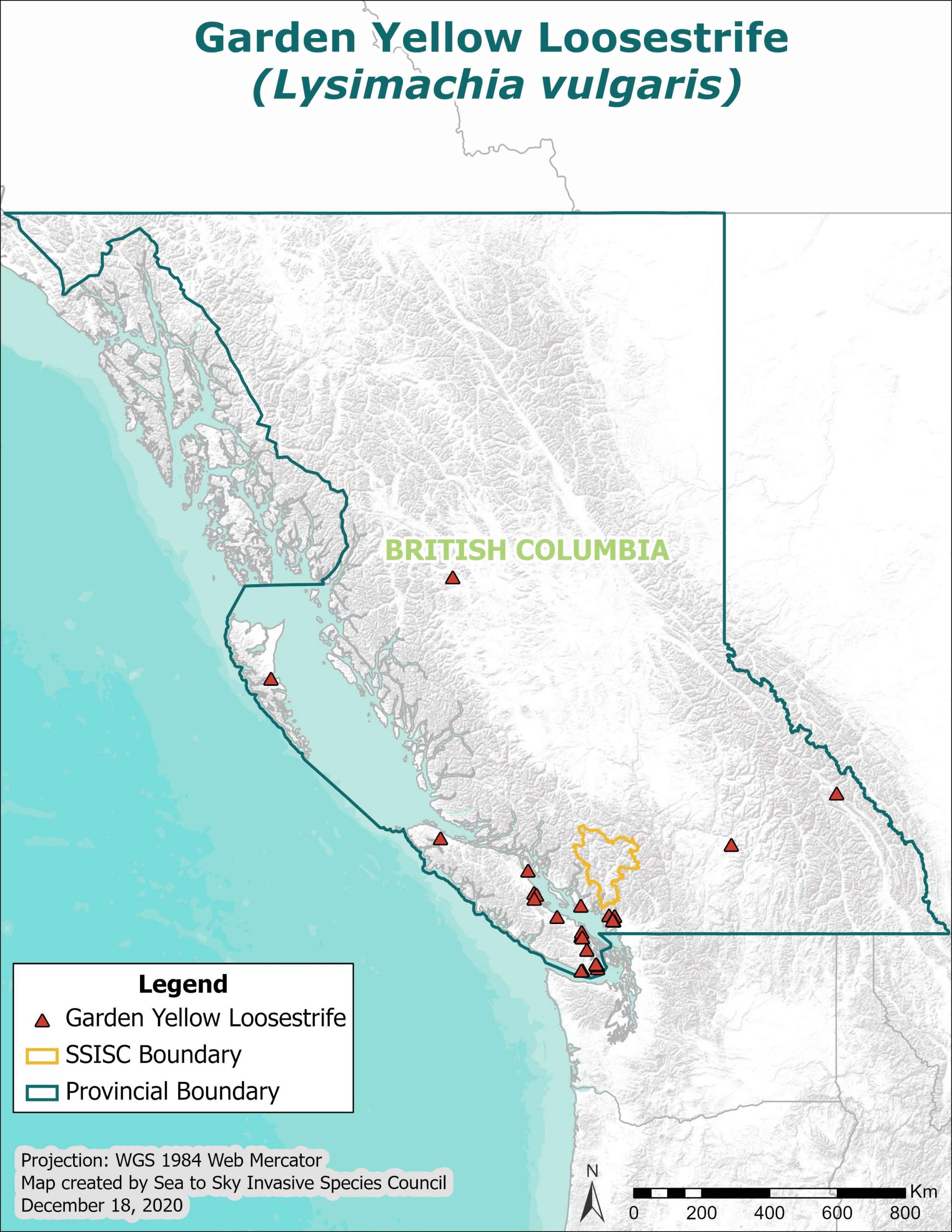 GardenYellowLoosestrife_IAPP_BCWide_SpeciesProfilePageMap_2020-scaled
