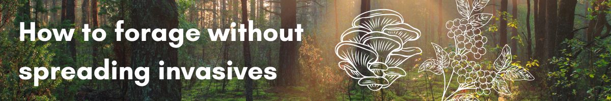 How to forage without spreading invasives