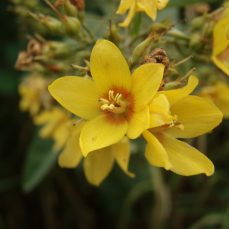 Garden yellow loosestrife (Lysimachia vulgaris) flower close-up (Photo credit: King County) Photo credit: King County