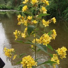 Garden yellow loosestrife (Lysimachia vulgaris) whole plant (photo credit: King County) Photo credit: King County