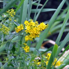 Garden yellow loosestrife (Lysimachia vulgaris) flower heads (Photo credit: J. Leekie) Photo credit: J. Leekie