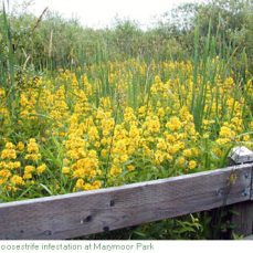 Yellow garden loosestrife (Lysimachia vulgaris) infestation (photo credit: King County) Photo credit: King County