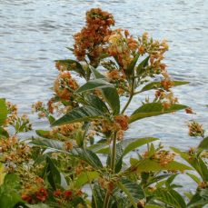 gloosestrife_mature - KING county Photo credit: King County