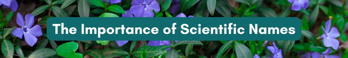 The Importance of Scientific Names