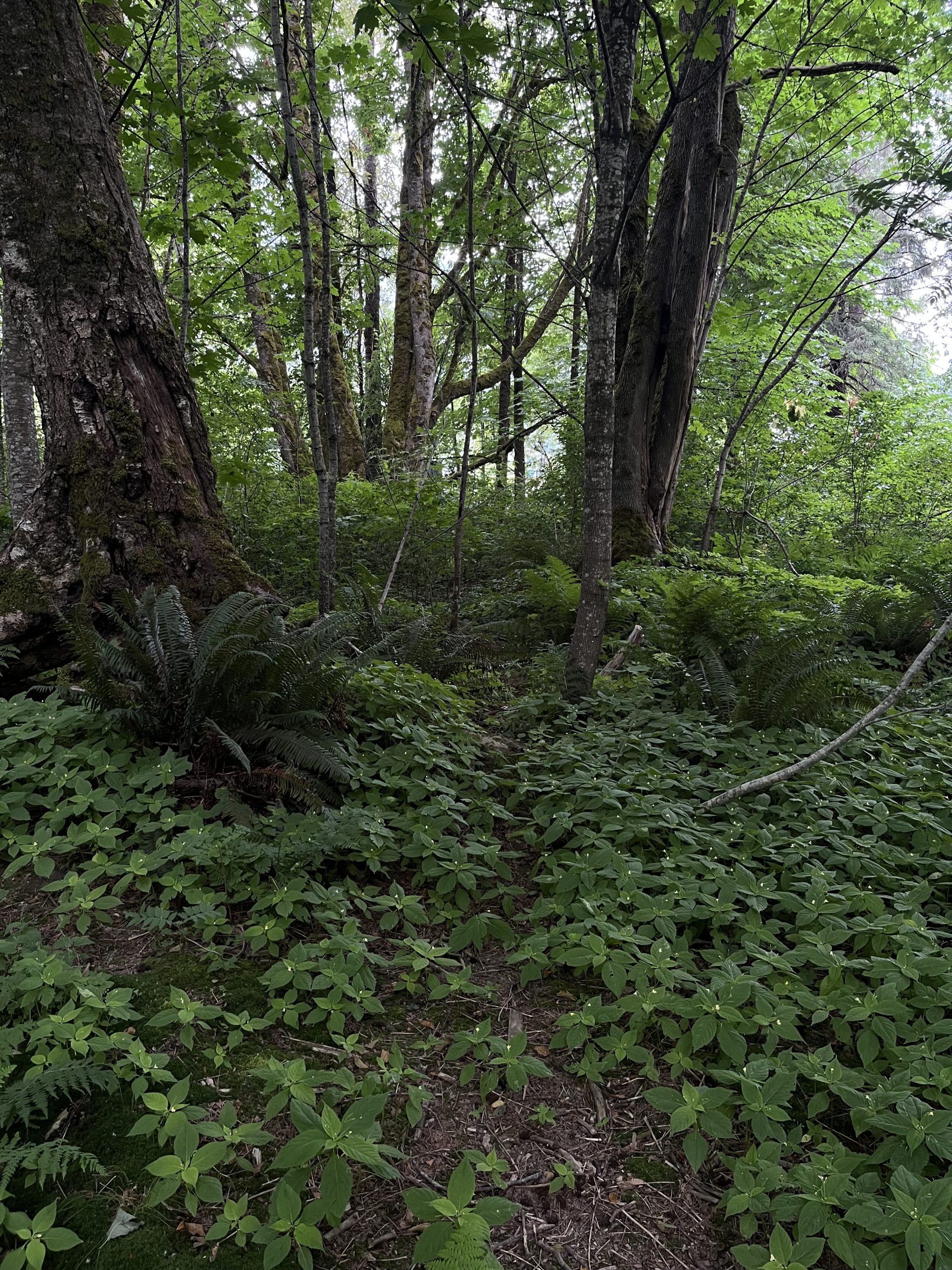 2025-06-18_MageeSt_Before-scaled