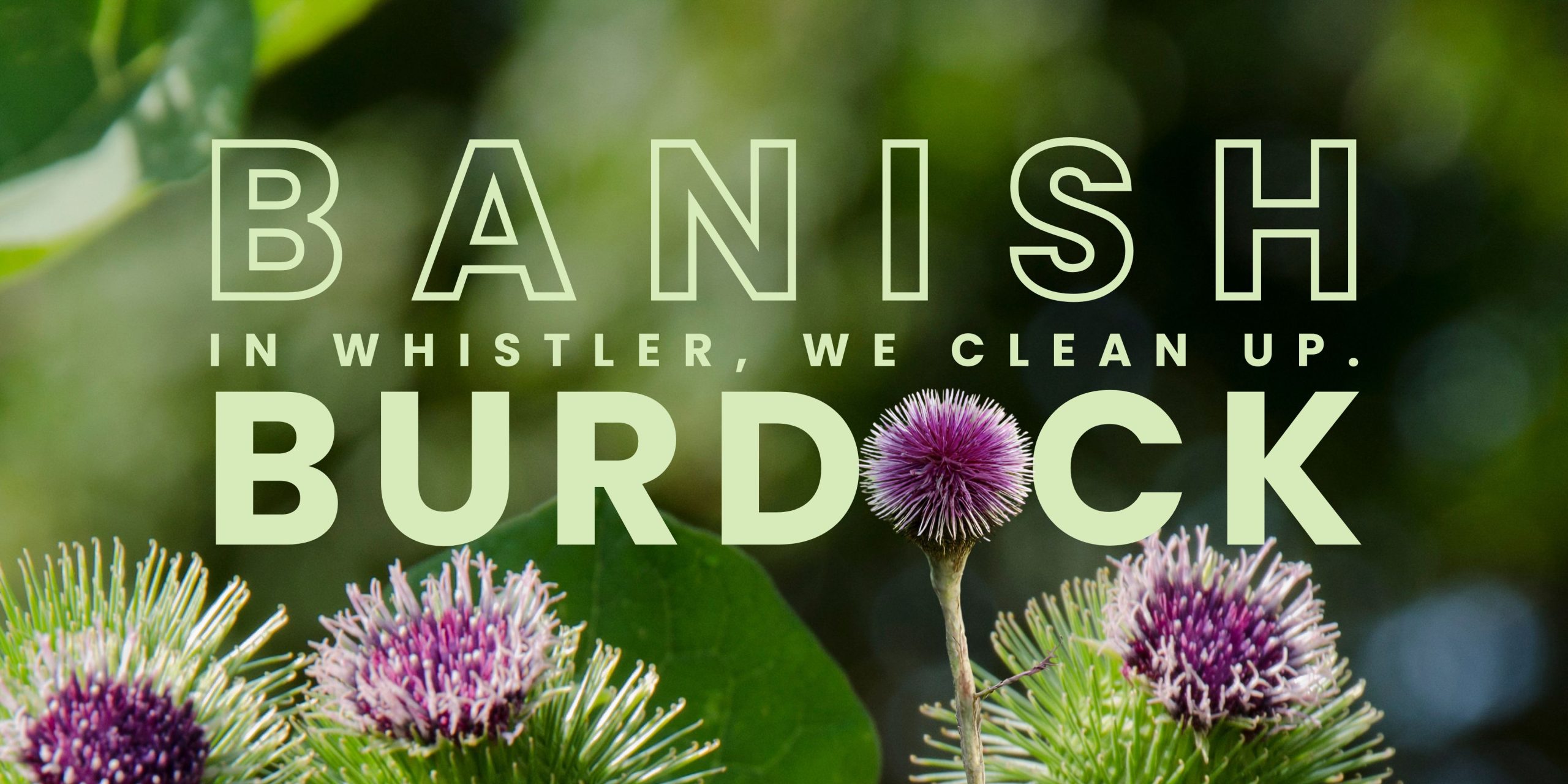 Banish-Burdock-Website-Cover-2025-scaled