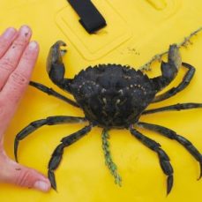 European Green Crab
