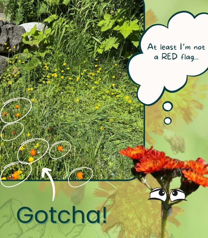 I Spy Orange Hawkweed-- Gotcha!