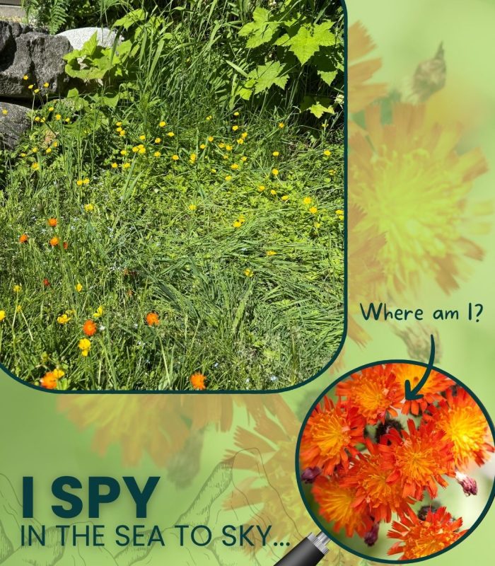 I Spy Orange Hawkweed-- where am I