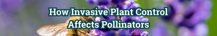 Does Invasive Plant Control Affect Pollinators?