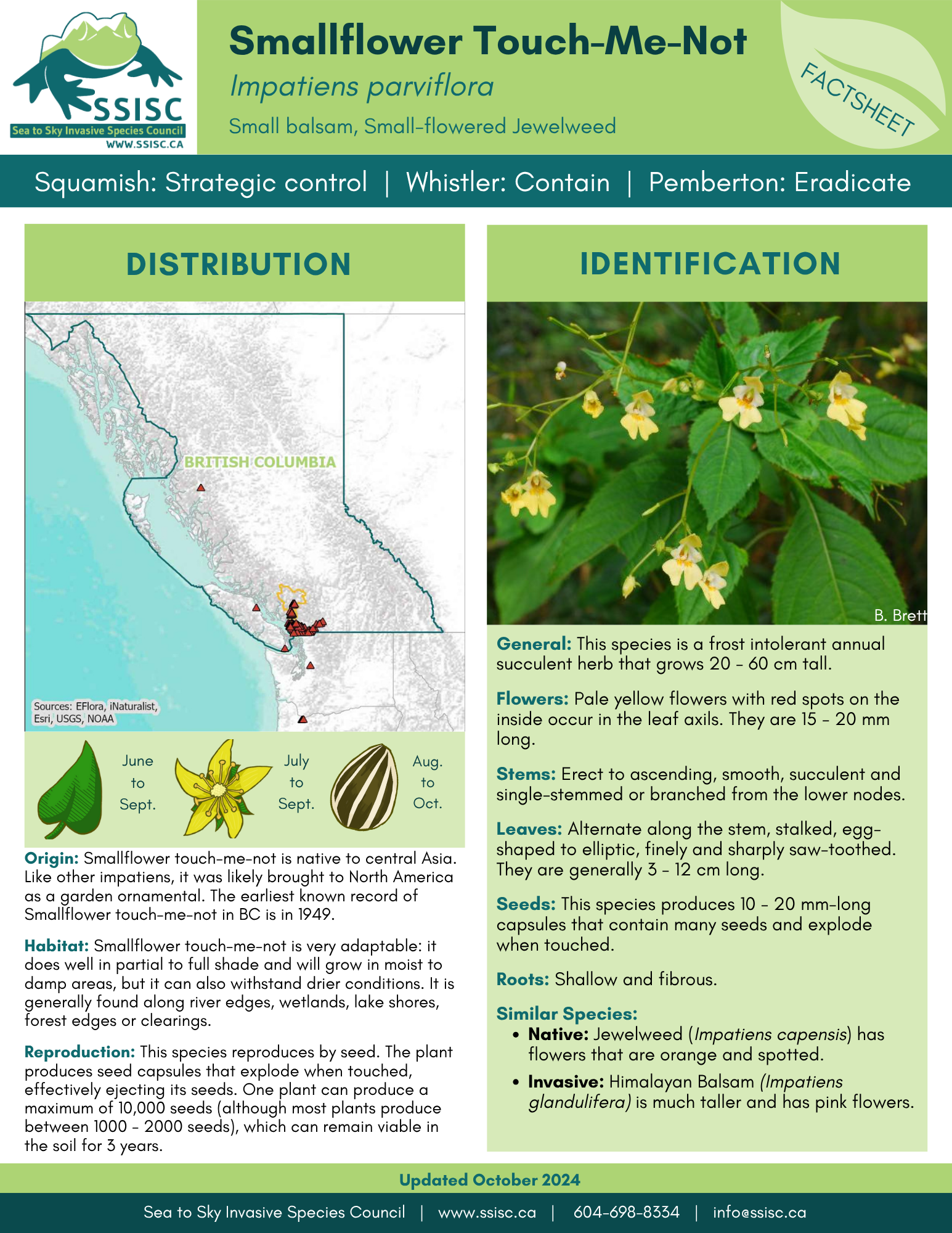 Small-Flower-Touch-Me-Not-Factsheet-1