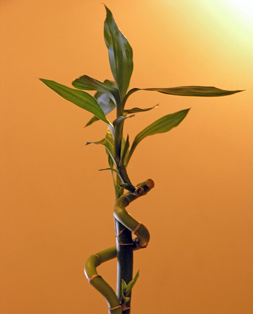 512px-LuckyBamboo_2005_SeanMcClean