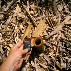 Yellow groove bamboo, Caryn Rickel, Institute of Invasive Bamboo Research, Bugwood.org Yellow groove bamboo, Caryn Rickel, Institute of Invasive Bamboo Research, Bugwood.org