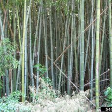 Japanese Timber Bamboo - Frank Jurcik, Bamboo Invasions, Bugwood.org Japanese Timber Bamboo - Frank Jurcik, Bamboo Invasions, Bugwood.org