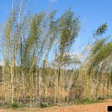 Golden Bamboo - David Stephens, Bugwood.org Golden Bamboo - David Stephens, Bugwood.org