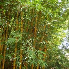 Common bamboo Photo (Whitney Cranshaw, Colorado State University, Bugwood.org) Whitney Cranshaw, Colorado State University, Bugwood.org