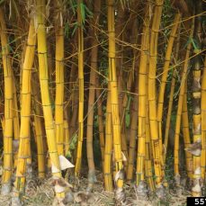 Common Bamboo - Whitney Cranshaw, Colorado State University, Bugwood.org Common Bamboo - Whitney Cranshaw, Colorado State University, Bugwood.org