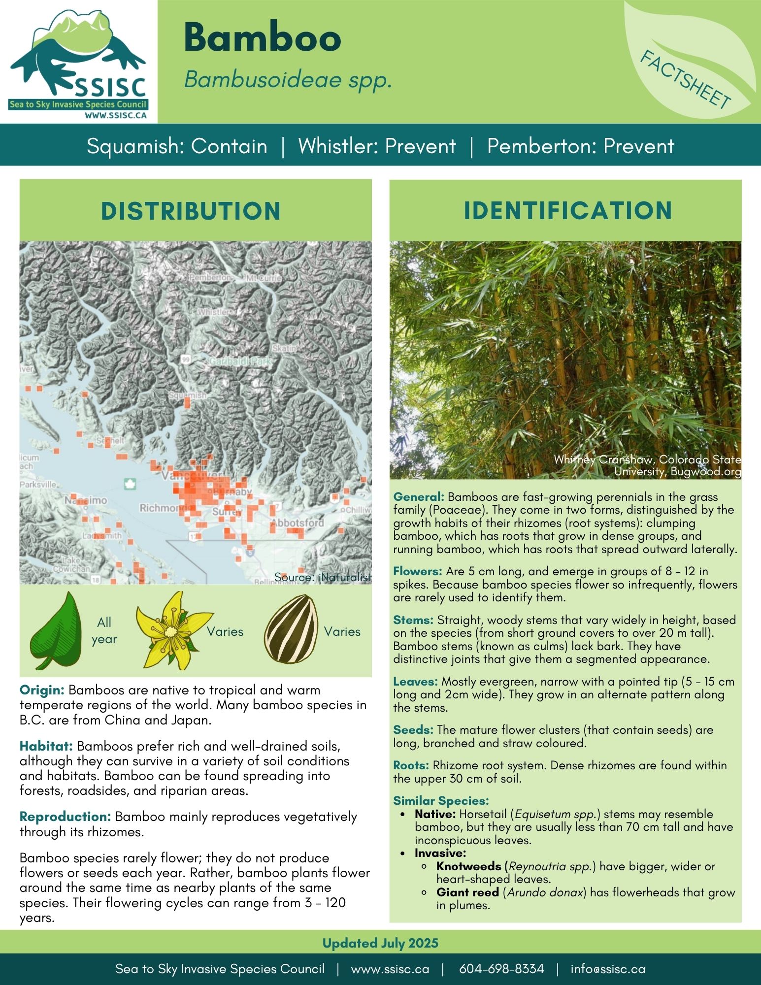 Bamboo-Factsheet-1