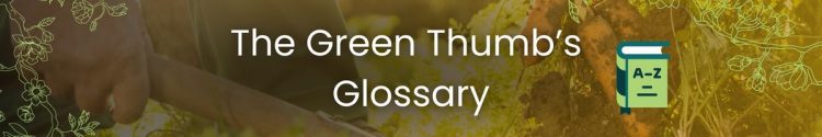 The Green Thumb’s Glossary