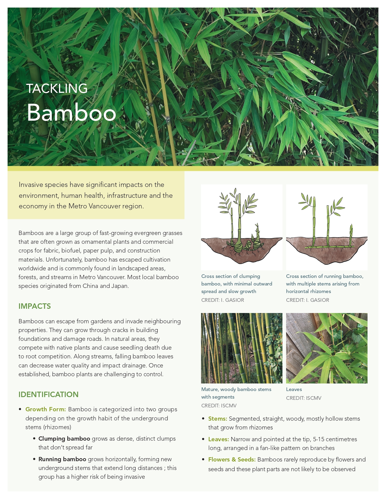 bamboo-fact-sheet_page-0001