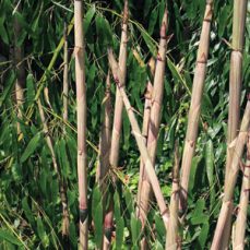 bamboo-BJ Author Bill Johnson bamboo - BJ Author Bill Johnson