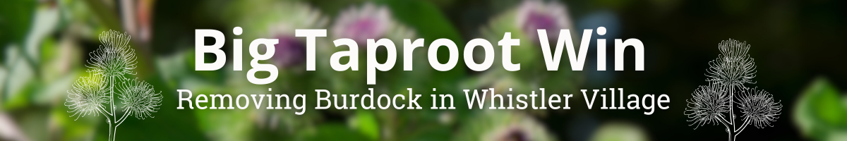Big Taproot Win – Removing Burdock in Whistler Village