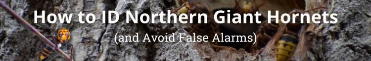How to Identify Northern Giant Hornets (and Avoid False Alarms)