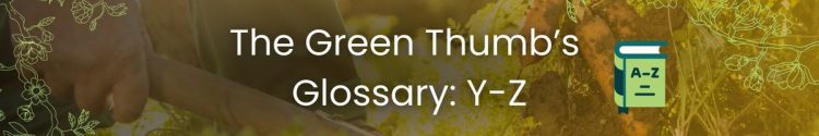 The Green Thumb’s Glossary: From Y-Z