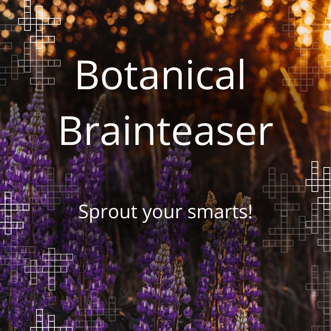 Botanical-brainteaser-newsletter-image-1
