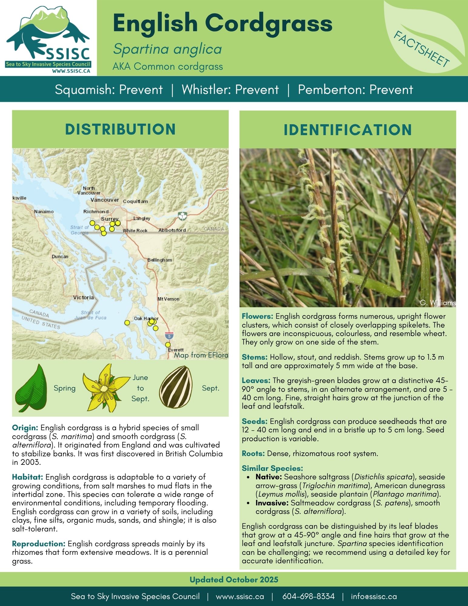 English-Cordgrass-Factsheet